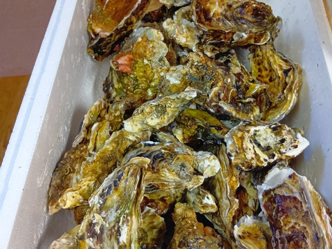 5kg 海から水揚げしたままの牡蠣【要説明確認】生食用 ムール貝 アカザラガイ 手間のかかる牡蠣です 生牡蠣 牡蛎 kaki oyster 松島牡蠣屋 かき カキ 半分程度は不要なゴミが出ます BBQ