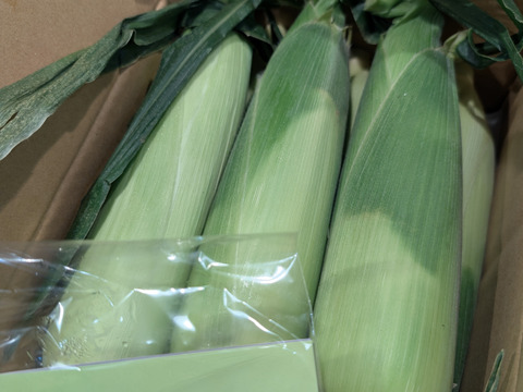 ※10日待ち(6本入) 信州産｜生糖もろこし｜瑞々しく甘いフルーツコーン