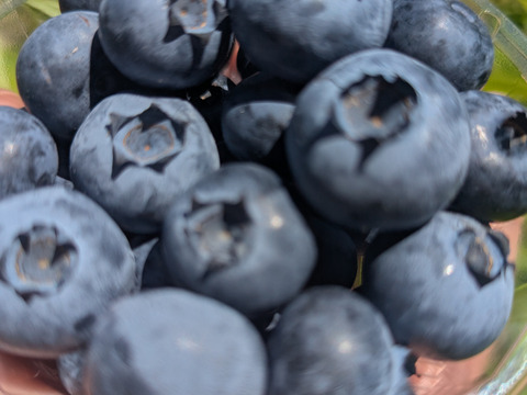 【パリｯ！プリｯ✨】トワイライト
400g