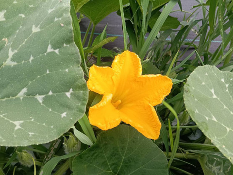 自然農の秋野菜セット（8種・3kg）。希少な「鶴首南瓜　や　在来種茄子」など、農薬・肥料不使用の朝採り野菜を農園直送。食の本質を見極めるあなたへ、自然の恵が詰まった本物の味を。【5500円/送料別】