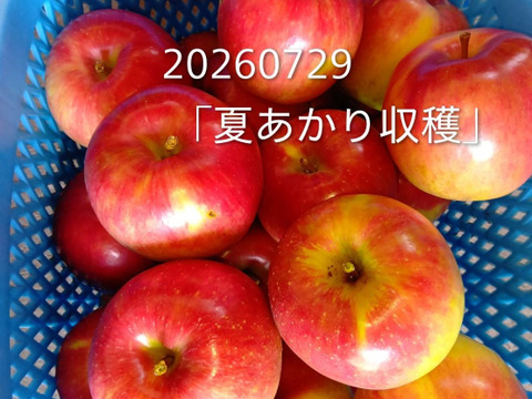 最終収穫！「夏あかりとしなのレッド2品種アソート約3㎏」甘さと酸味の食べ比べ。夏りんごの魅力お届けします。到着後保存は冷蔵庫でお願いします。