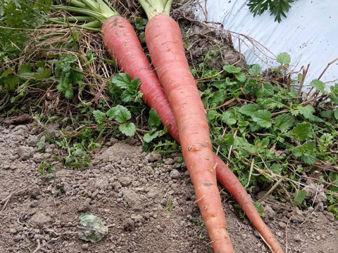 自然栽培　農薬不使用無肥料固定種 金時人参　【金時人参】2キロ　農園からほりたて土付き直送　固定種金時人参