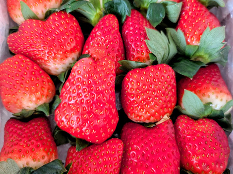 【内容量約500g】【今年はきらぴ香いちごをお届け！】【安定感抜群の濃厚な味と香り！】