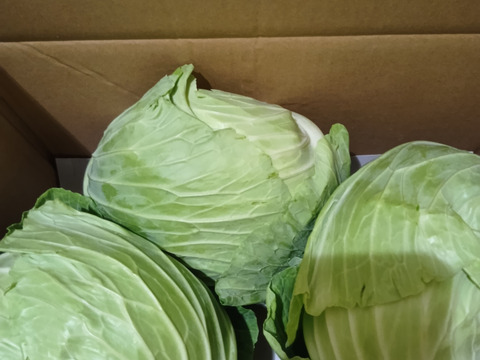 寒さであまい！冬キャベツ【銀次郎】3玉