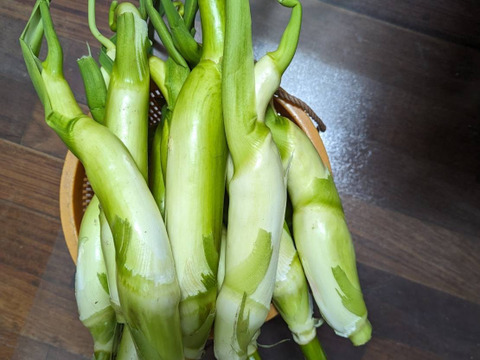 【農薬不使用！】奈良県山添村産『不揃いマコモダケ』 (1.5kg)