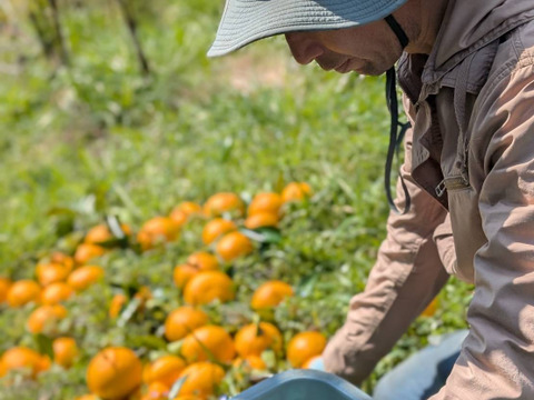 夏みかん　「昔ながらの爽やかで酸っぱい柑橘」9kg