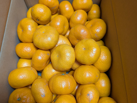 『大津みかん(四号)』5㎏ Mサイズ（１㎏あたり9-10個）大津四号発祥の地 湯河原産