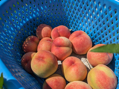 スムージーにぴったり！フルプロ農園の【冷凍もも】1kg (200g×5袋) 信州桃を凍らせてみました#NKF00010