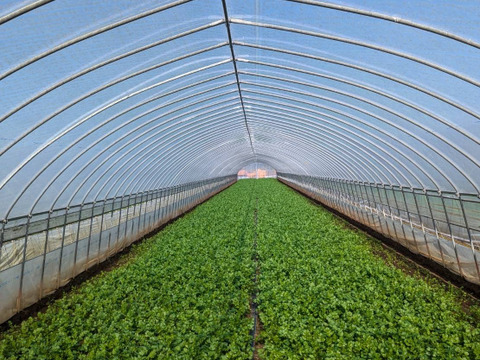 【60g×2束】通年栽培！！今朝獲れ新鮮パクチー(*☻-☻*)