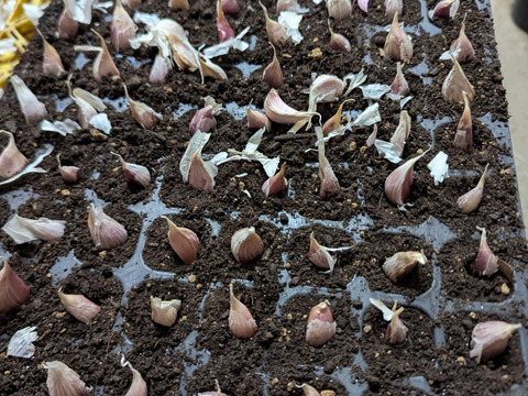 一番オススメのサイズです→ →予約増量【大好評(^^♪】グッと料理のグレードが上がる(^^ “葉ニンニク“  1000g→1050g  from 名水の里　神奈川県秦野市