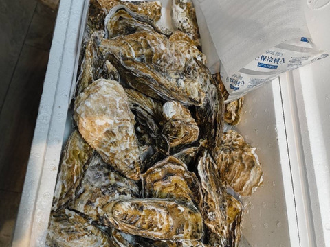 【水産庁補助事業　送料無料】🦪 生食用８ｋｇ（56~130粒） 殻付き 牡蠣 牡蛎 殻付き牡蛎 kaki カキ 松島牡蠣屋 BBQに最適🔥 海産物 オイスター 生牡蠣