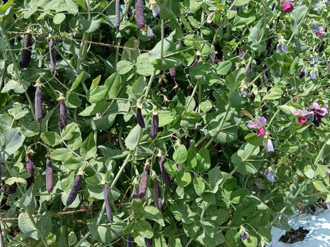 秋の自然栽培野菜Lセット6種類《12月、自然栽培野菜3kg前後80サイズ》朝採りで超新鮮［季節の固定種在来種専門農家だからできる］淡路島から葉付き人参いり