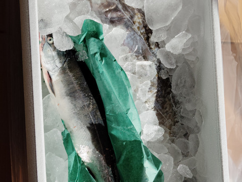 【福袋】中サイズ 白子たっぷり マダラ オス オマケひとつ付き たちポン タチ天等