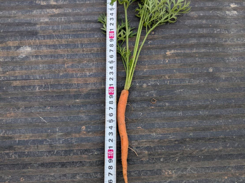 【彩り鮮やか細美がおしゃれ】京都産バーニャカウダ人参　1kg（約20本以上）