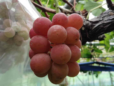 【訳あり】シナノスマイル １kg(500ｇ×2パック)【バラ粒】