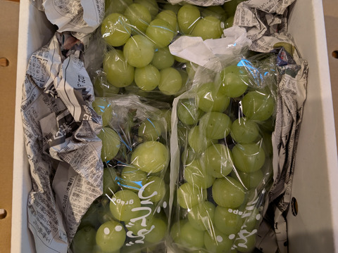 クール便❗️予約家庭用シャインマスカット約1.2キロ2-3房　農薬半減栽培！　訳あり家庭用