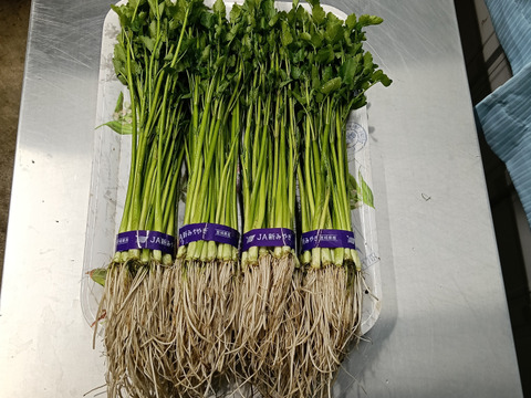 🌿南三陸せり🌿　
1kg（２００g✕５束入り）