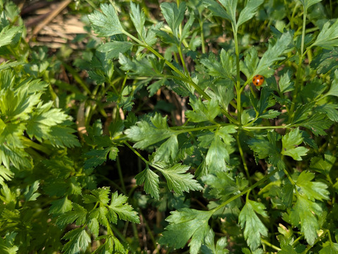 イタリアンパセリ　フレッシュ　100g