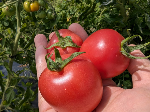 [全て自然栽培]甘い中玉トマト+ミニトマト+甘酸っぱいフルーツほおずきセット