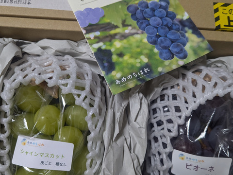 [採れたてぶどう]ピオーネ　9月中旬頃〜
