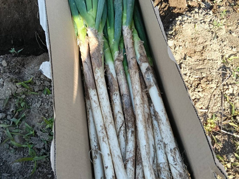 【冬タイムセール】❗️❗️✅人気NO.2🚩Mサイズ30本❗️❗️<3kg>✅🎁至福の極甘ネギ⭕️3,080円→980円✨信州産✨【特別栽培】✨