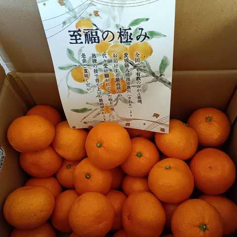 最高級】真穴（まあな）産地直送 極上みかん 2S～Sサイズ 3Kg やや