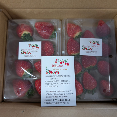 2024年全国いちご選手権入賞いちご！希少品種 四つ星級【よつぼし