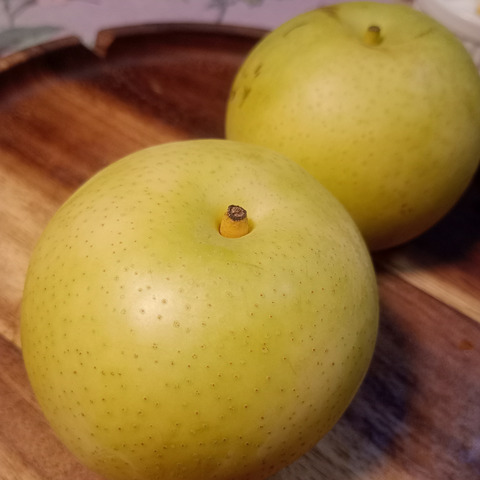 鳥取産☆朝採れ二十世紀梨☆5kg(12～16玉入り)：鳥取県産の二十世紀梨