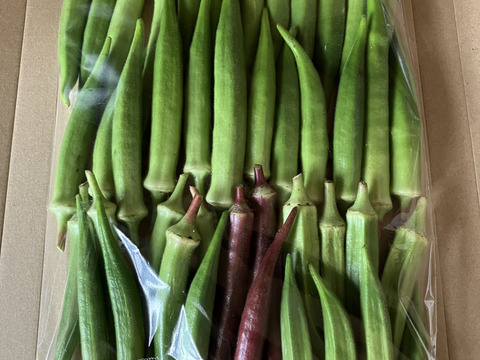 種まで美味しい自然栽培オクラ食べ比べセット♪