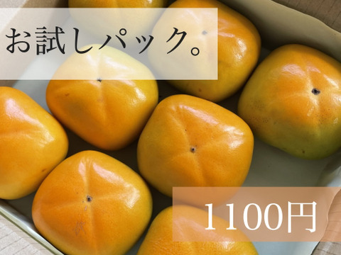 サクッ！ 甘っ！ 刀根早生柿🟠✨　お試しパック 6〜9個入り Mサイズ以上 9月末頃より順次発送