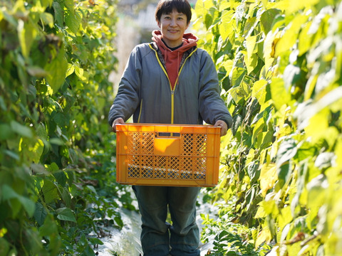 幻のアジア野菜！【今が旬！有機四角豆、たっぷり500g】ポリポリの食感が魅力！苦味、エグ味全くない筋取りいらずの大鞘豆です！栄養たっぷり〜❣毎日食べても飽きません！
