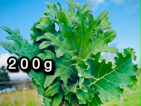 【自然栽培】道産ケール・200g （草の力だけで育てたこだわりの無肥料野菜）