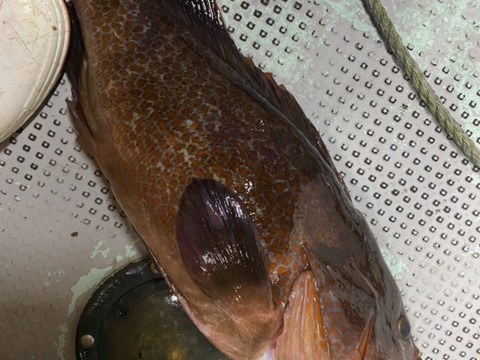 天然活け締めアコウ1キロ前後(期間限定)