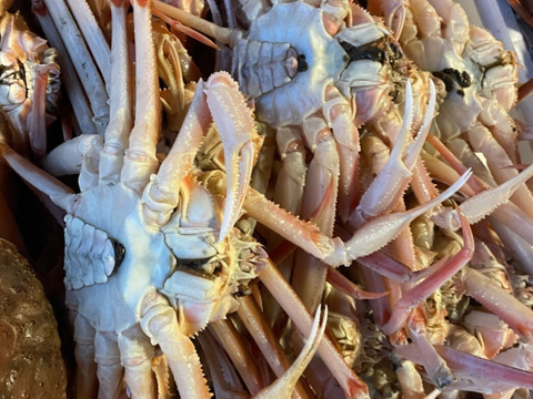 山陰冬の味覚/庶民の味＜若松葉蟹＞水ガニ/スボガニ/中サイズ/8ハイ【生】