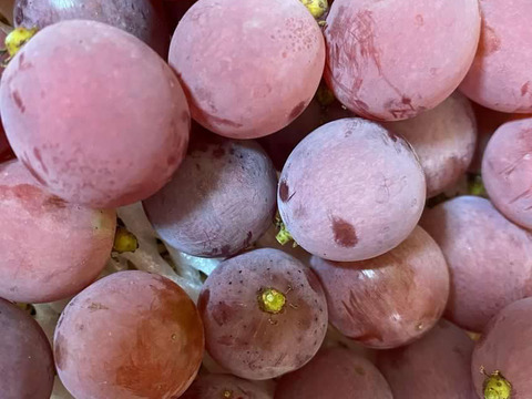 【数量限定！】希少品種！！岡山県産　安芸クイーン　4〜5房（箱込み2k箱）オリパケ　クール便