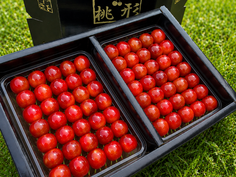 【朝どれ】《佐藤錦》さくらんぼ 山形県東根産 1kg L.2L 秀・特秀品 贈答用