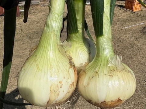 甘くみずみずしい　❣❣　　　　
　九十九里産　新玉ねぎ　2Kg