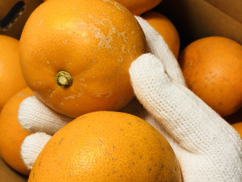 【予約特価】柑橘の大トロ！　せとか（ご家庭用・２㎏）×４箱