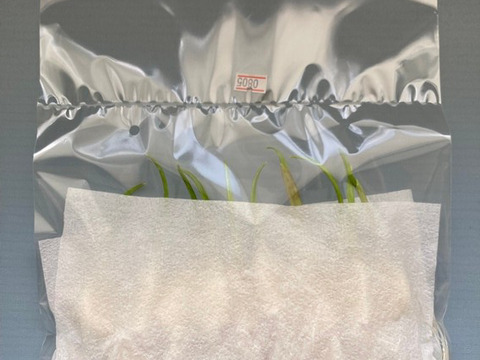 【秋の連休限定セール】根と芽も丸ごと食べられる！ロケット発芽にんにく『30本』＋訳あり品5本　岐阜産クリーンルーム水耕栽培　　　スプラウトにんにく