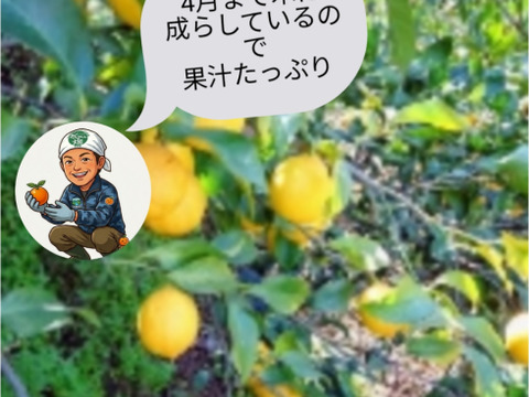 大好評【4/中旬収穫】皮ごと使える❣国産ユーレカレモン4 kg(箱込）