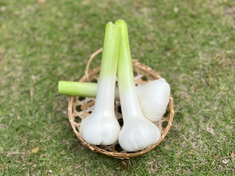 旬なジャンボニンニク：千葉県産のジャンボにんにく｜食べチョク