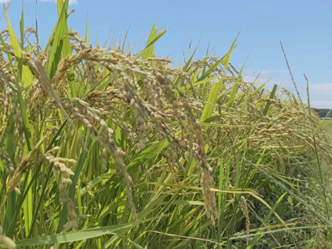 【とびっきりの甘熟野菜！】からだにやさしい野菜と新米セット