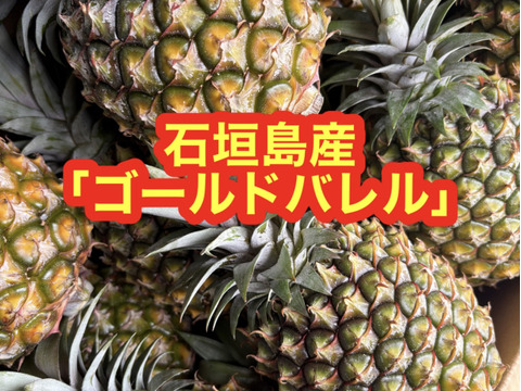 石垣島産「ゴールドバレル」3kg(1玉あたり1〜1.5kg程度を予定)