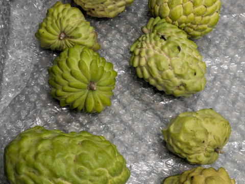 秋季限定、甘くて体に嬉しい！熊本県産アテモヤ（約1kg