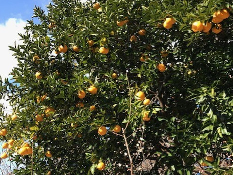 【福袋】和歌山紀州南高梅５種類他詰め合わせセット＋おまけ付き