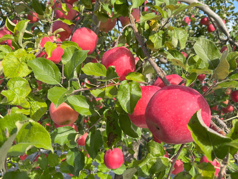 青森県産りんご　葉取らず早生ふじ（ひろさきふじ）　家庭用2㎏【5〜10個】