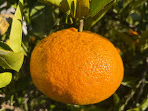 【超希少高級】丸ごとギュッと凝縮！濃厚な伊予柑ネクター“贈答・720ml”