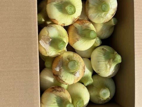 甘くみずみずしい　❣❣　　　　
　九十九里産　新玉ねぎ　2Kg