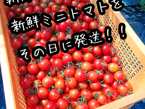 【濃厚薄皮】訳ありだけど味良し ミニトマト ２ｋｇセット 青森県産