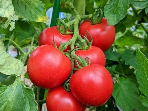 全ジュース飲み比べ　3種セット(自然農法の有機トマト100％)